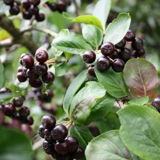 3 Vitaminbomben fr den Garten unter Pflanzensets