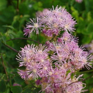 Akeleiblttrige Wiesenraute