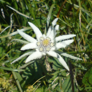 Alpen Edelweiss