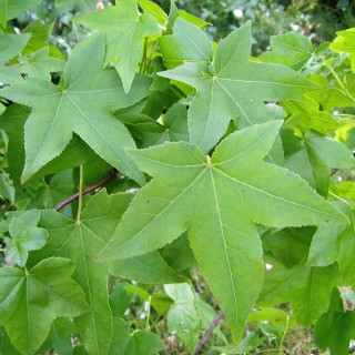 Amberbaum