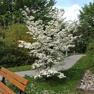 Amerikanischer Blumenhartriegel