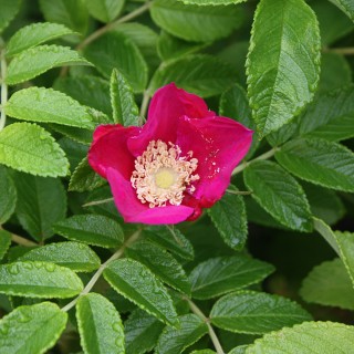Apfelrose