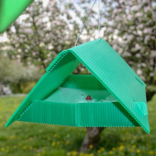 Apfelwickler-Pheromonfalle mit Lockstoff
