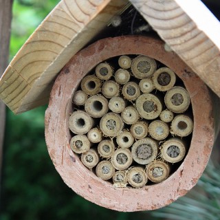 Bambusstbe frs Insektenhotel