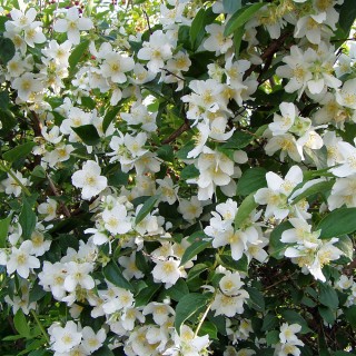 Bauernjasmin