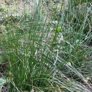 Binse unter Pflanzen thematisch>Gartenarten>Wassergarten