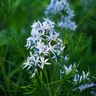 Blausternbusch