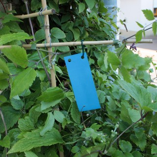 Blautafeln unter Gartenbedarf>Lockstoffe und Leimtafeln