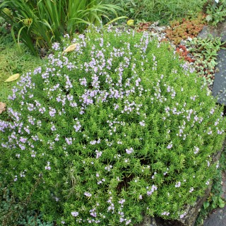 Bohnenkraut