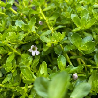 Brahmi