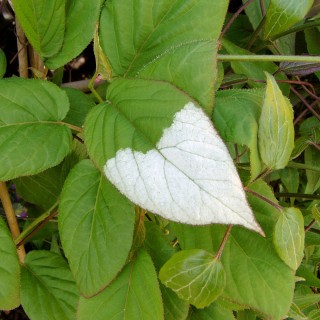 Buntblttrige Kiwi
