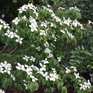 Chinesischer Blumenhartriegel