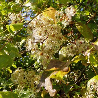 Clematis vitalba