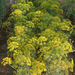Dill