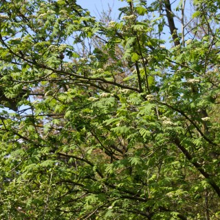 Eberesche-Vogelbeere unter Pflanzen A-Z>Laubgehlze>Bltengehlze