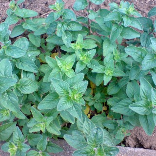 Echter Dost - Oregano