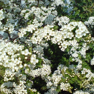 Eingriffeliger Weissdorn