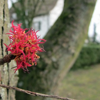 Eisenholzbaum