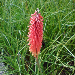 Fackellilie caulescens
