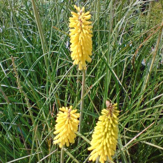 Fackellilie citrina