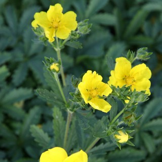Fingerkraut gelb