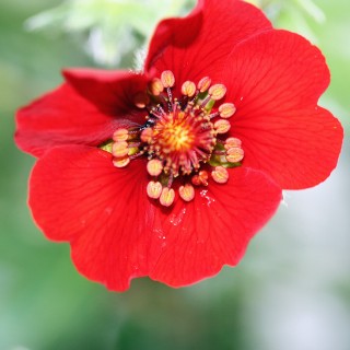 Fingerkraut rot