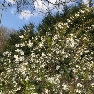 Frhlingsspiere