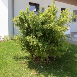 Gartenbambus
