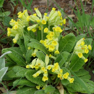 Gelbe Schlsselblume