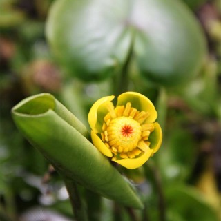 Gelbe Teichrose unter Pflanzen thematisch>Gartenarten>Wassergarten