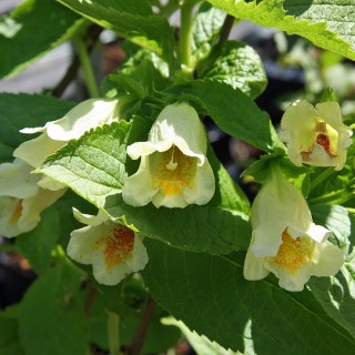 Gelbe Weigelie