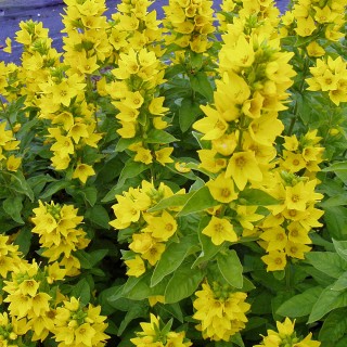 Goldfelberich