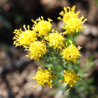 Goldhaaraster