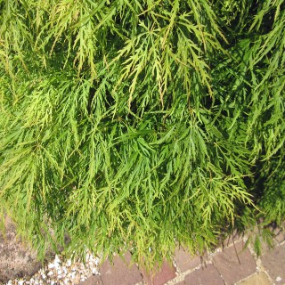 Grner Schlitzahorn als Stmmchen