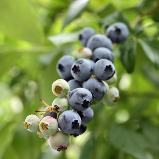 Heidelbeeren - 3 Pflanzen im Set