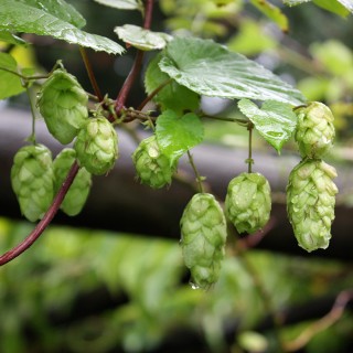 Hopfen