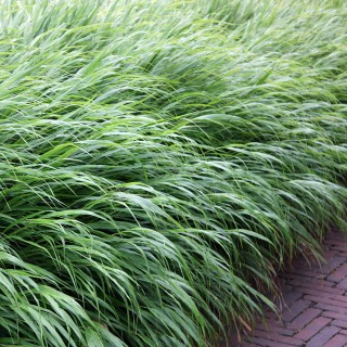 Japanwaldgras