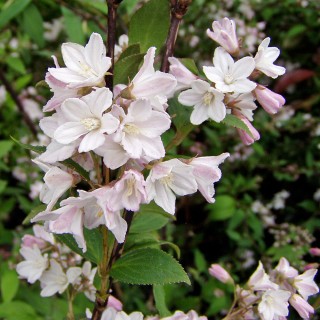 Kalmiendeutzie