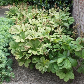 Kastanienblttriges Schaublatt