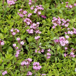 Kissen Seifenkraut