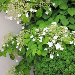 Kletterhortensie