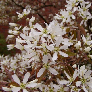 Kupfer Felsenbirne