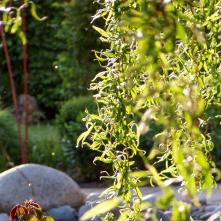 Lockenweide unter Pflanzen A-Z>Laubgehlze>Schnellwachsend