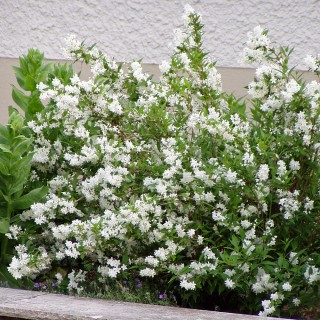 Maiblumenstrauch