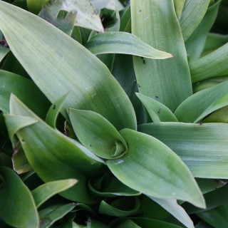 Murdannia