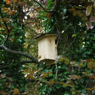 Nistkasten Baumlufer unter Gartenbedarf>Vogel- und Ntzlingshuser