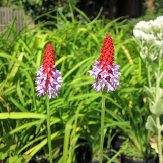 Orchideen Primel