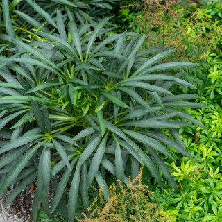 Palmblatt Nieswurz