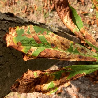 Pheromonkapsel Kastanienminiermotte fr Trichterfalle unter Gartenbedarf>Lockstoffe und Leimtafeln