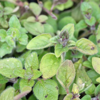 Pizza Oregano